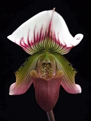 Image de Paphiopedilum sublaeve 1